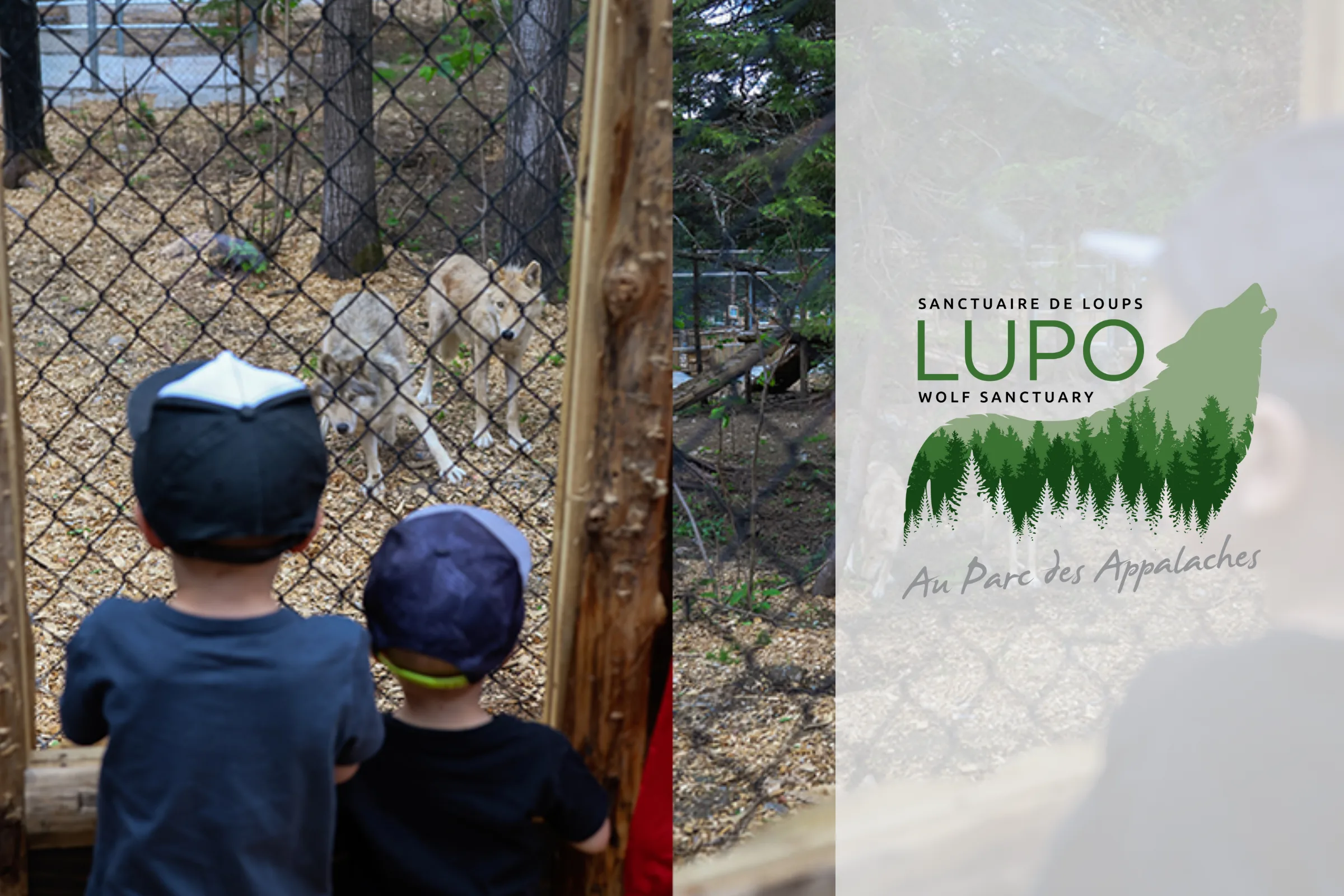 LupoTente